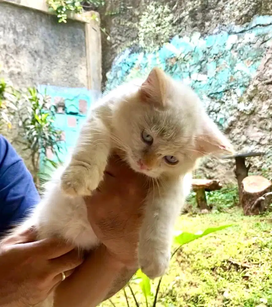 kitten jantan ragdoll