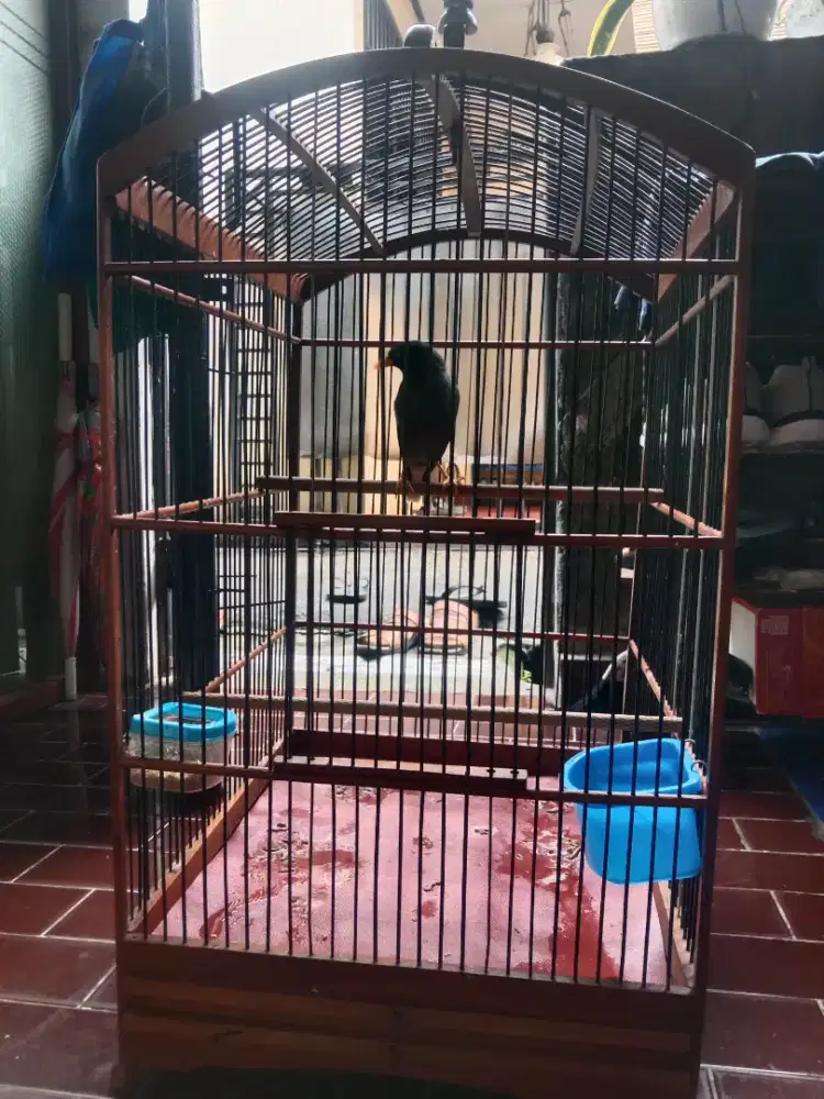 Jalak kebo fullset gacoran