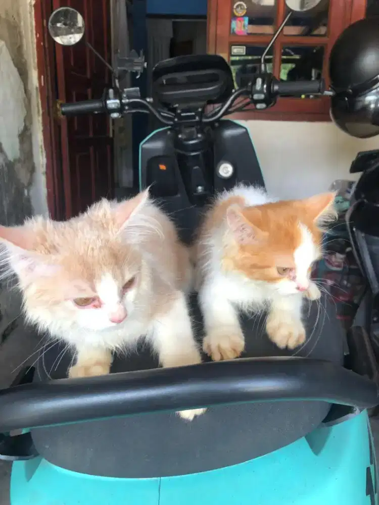 Jual anak kucing