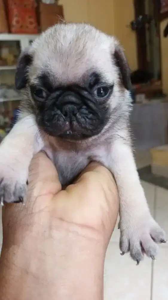 Anjing pug cowok dan cewek
