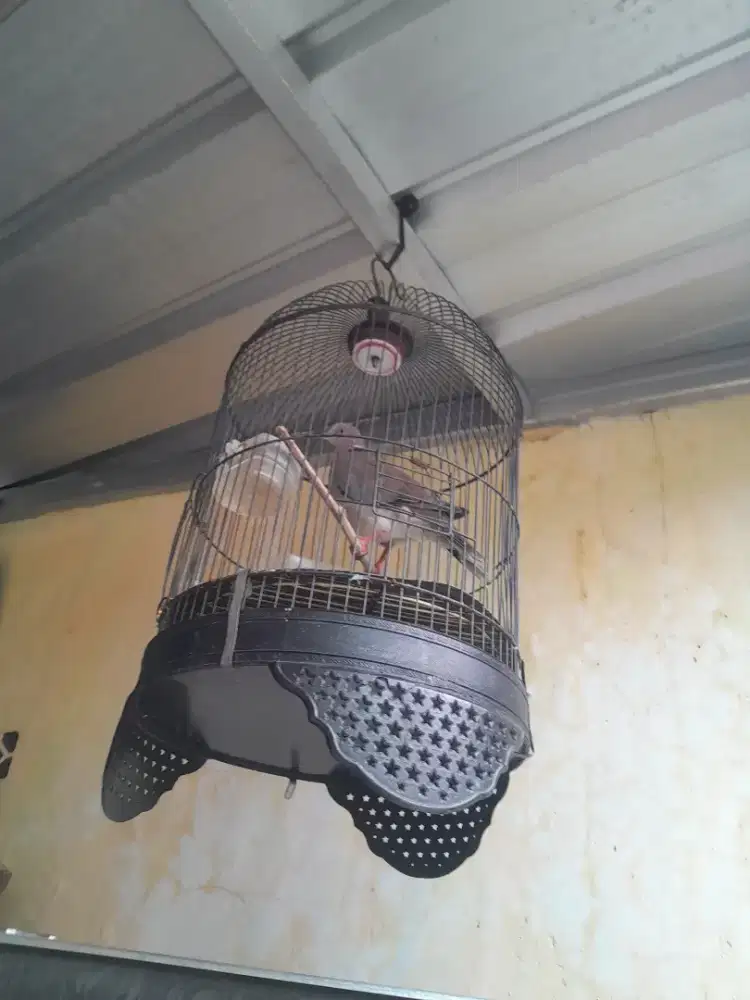 Di jual burung puter silangan rajin sama kandang y minat wa