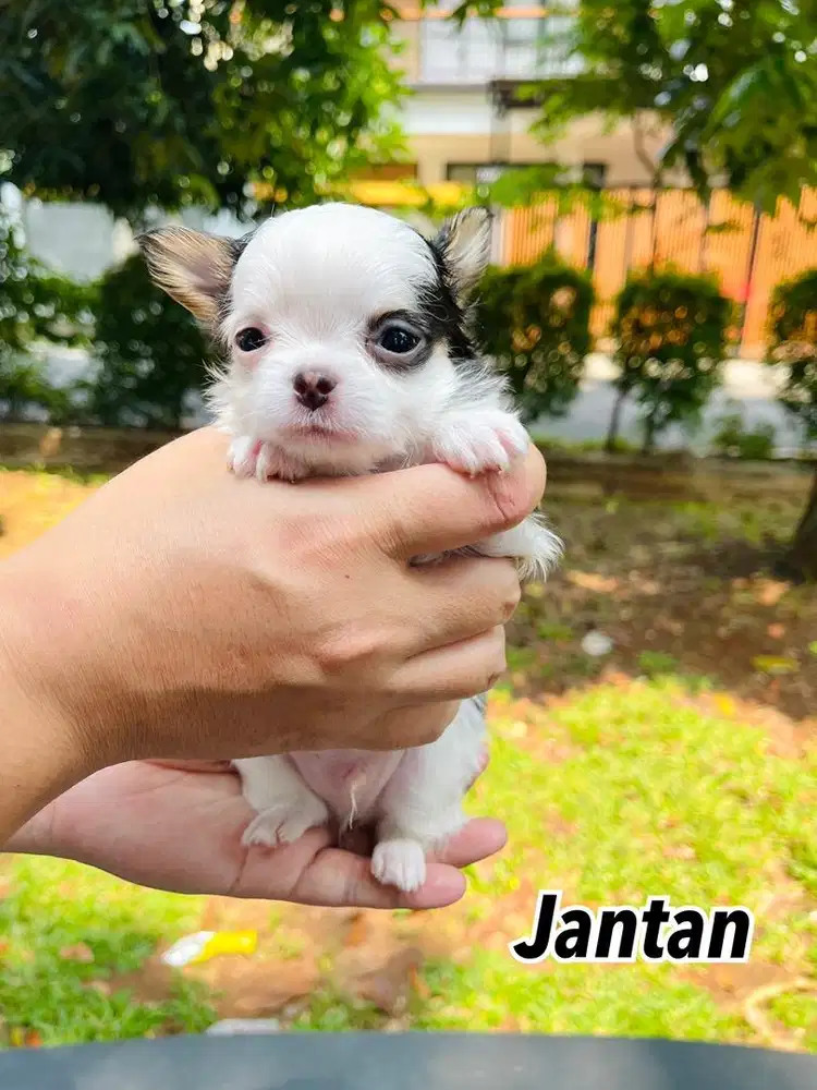 Puppies Mini Chihuahua Longhair Jantan High Quality