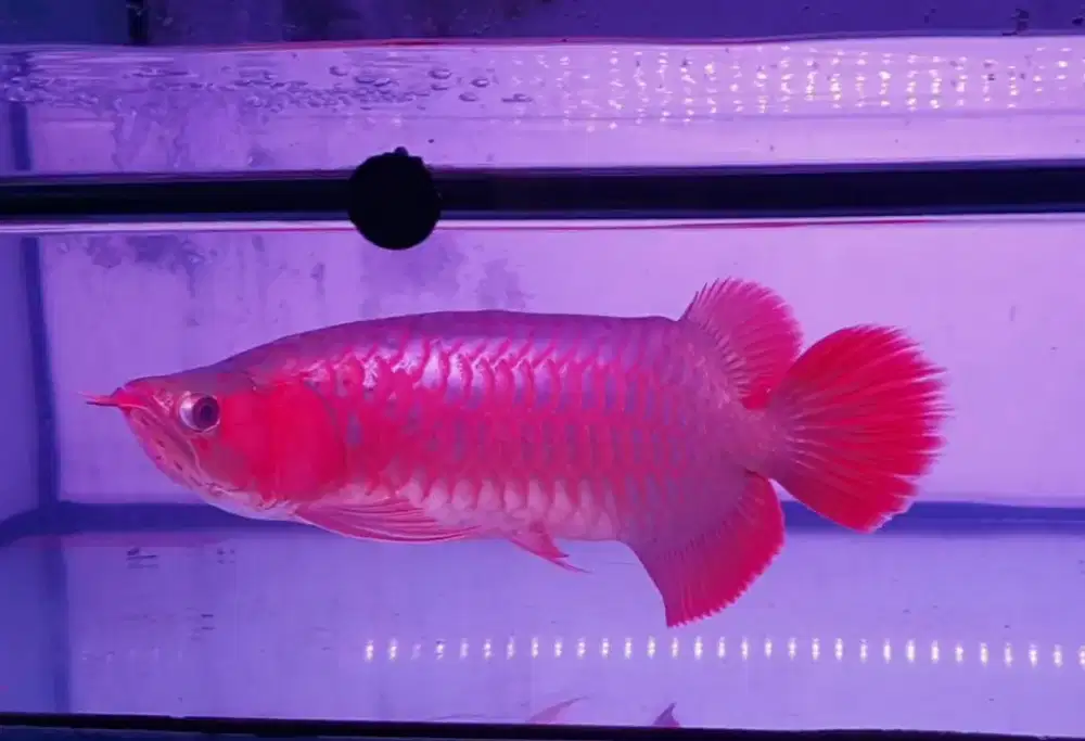 Arwana sr uk 50 cm .