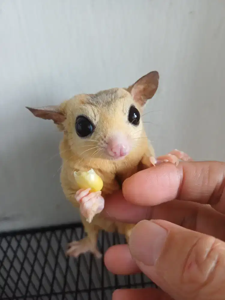 Jual SG sepasang ( CG & Leucistic)