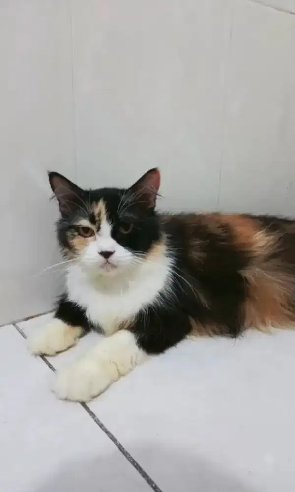 PERSIA CALICO BETINA