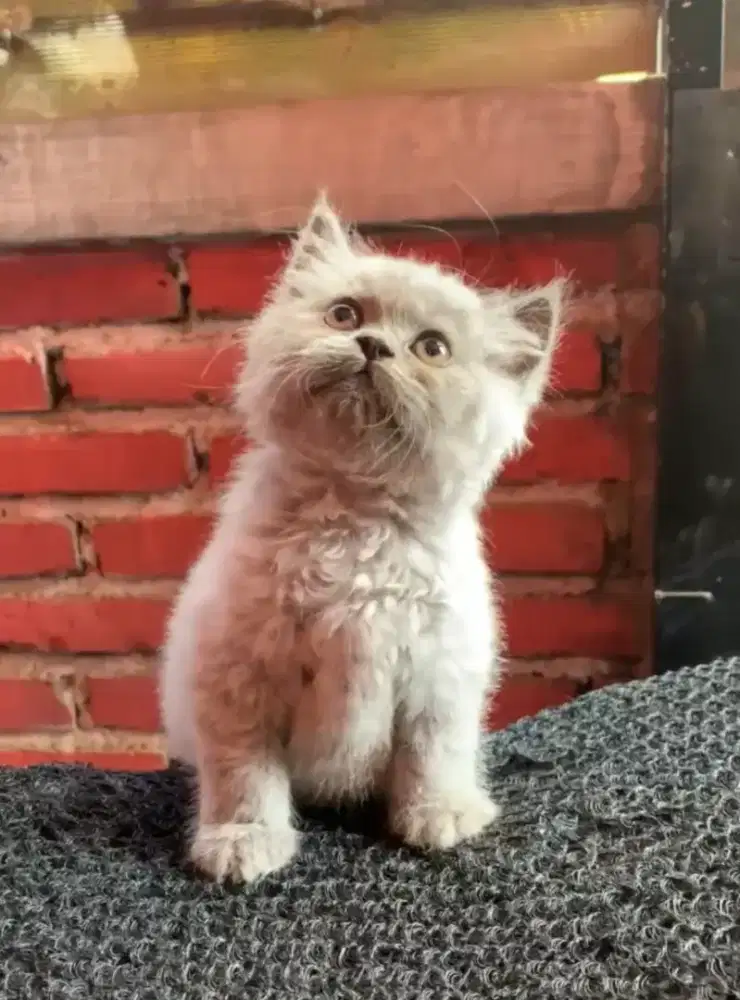 kitten persia #kucing persia