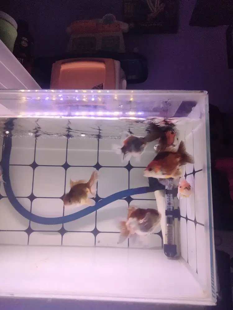 Ikan mas koki 9 ekor