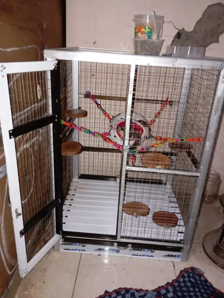 SUGAR GLIDER lucu, sehat & jinak