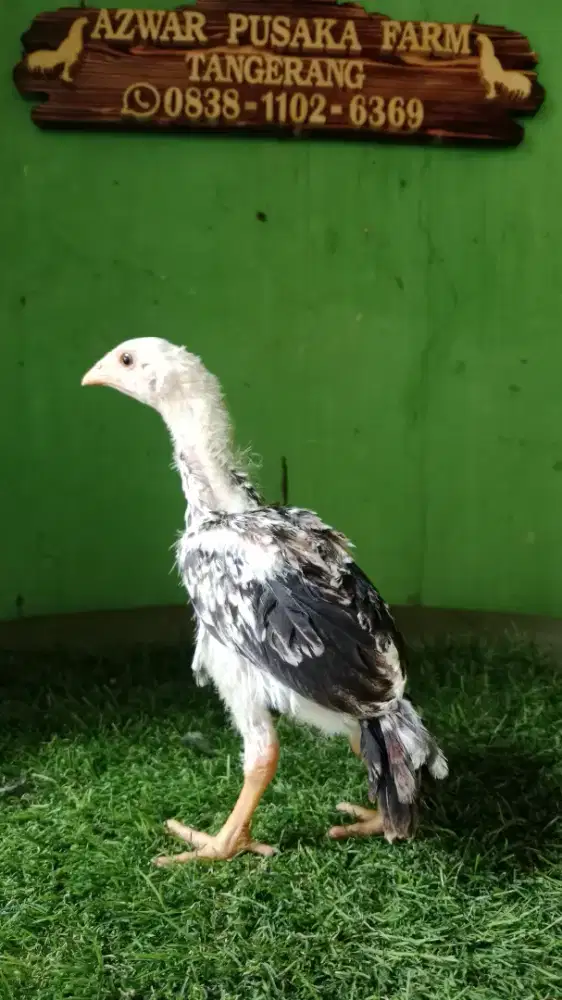 Anakan ayam bangkok prospek