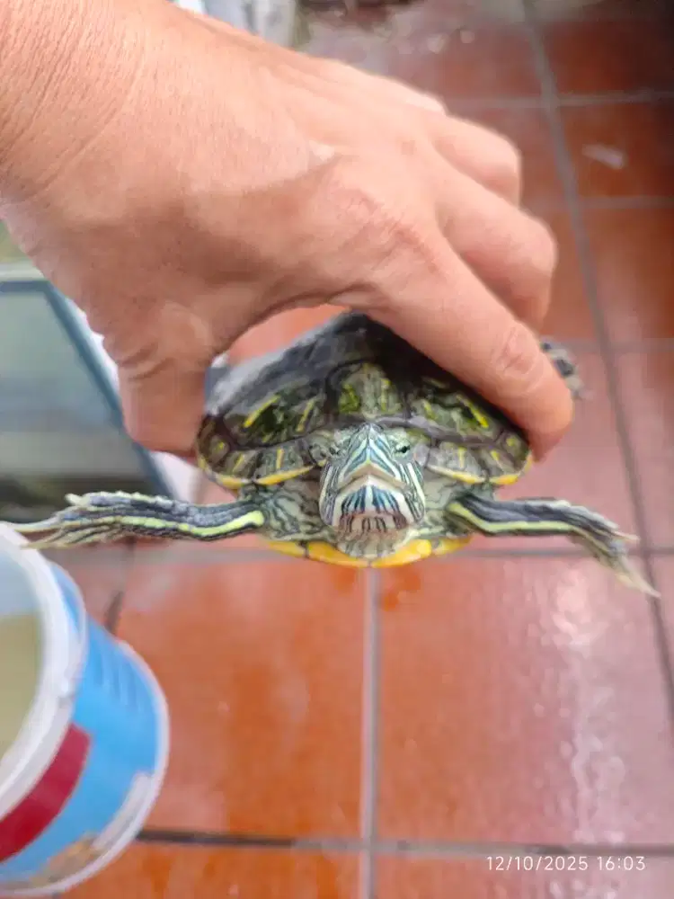 Kura kura Brasil 12 cm
