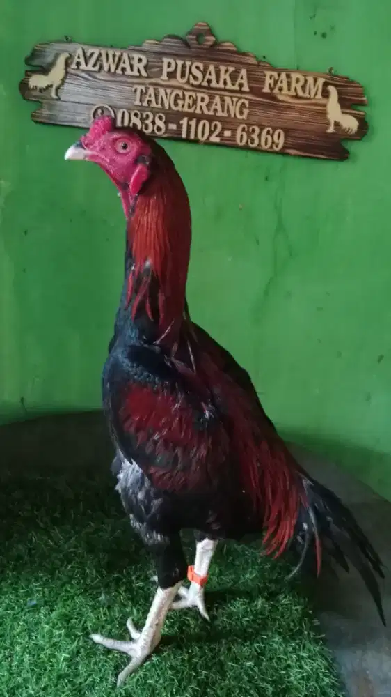 Ayam bangkok mudah trah jawara