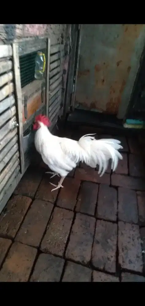 Ayam kampung putih
