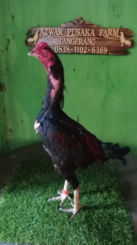 Ayam jago bangkok x ghanoi
