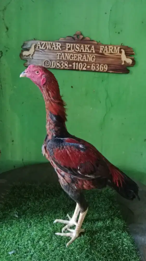Ayam jago bangkok bahan prospek