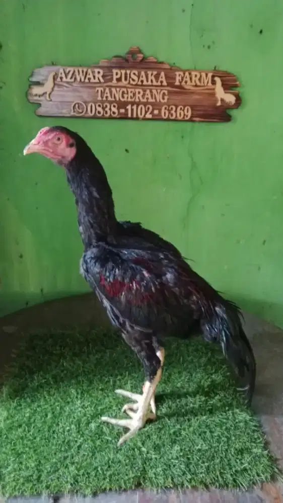 Ayam bangkok kanuragan jawara