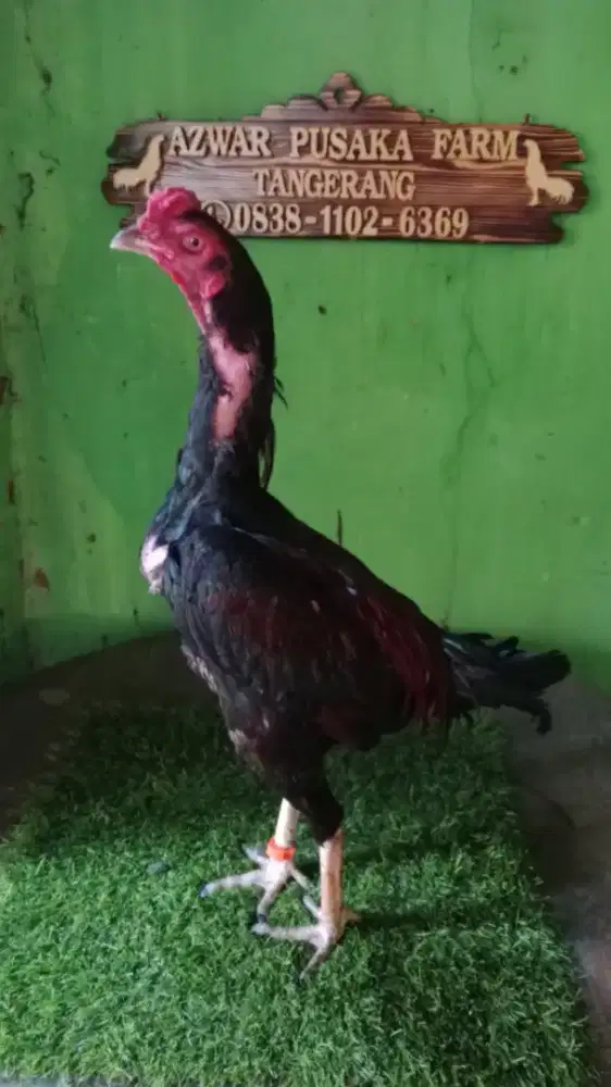 Janggaran jago ayam berbagai macam ready