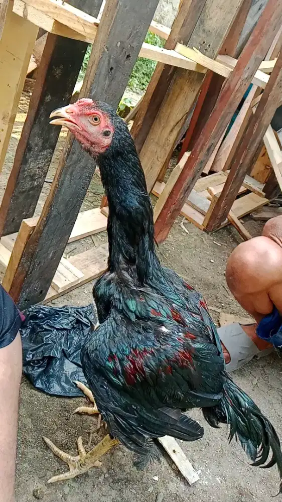 Ayam bangkok f1
