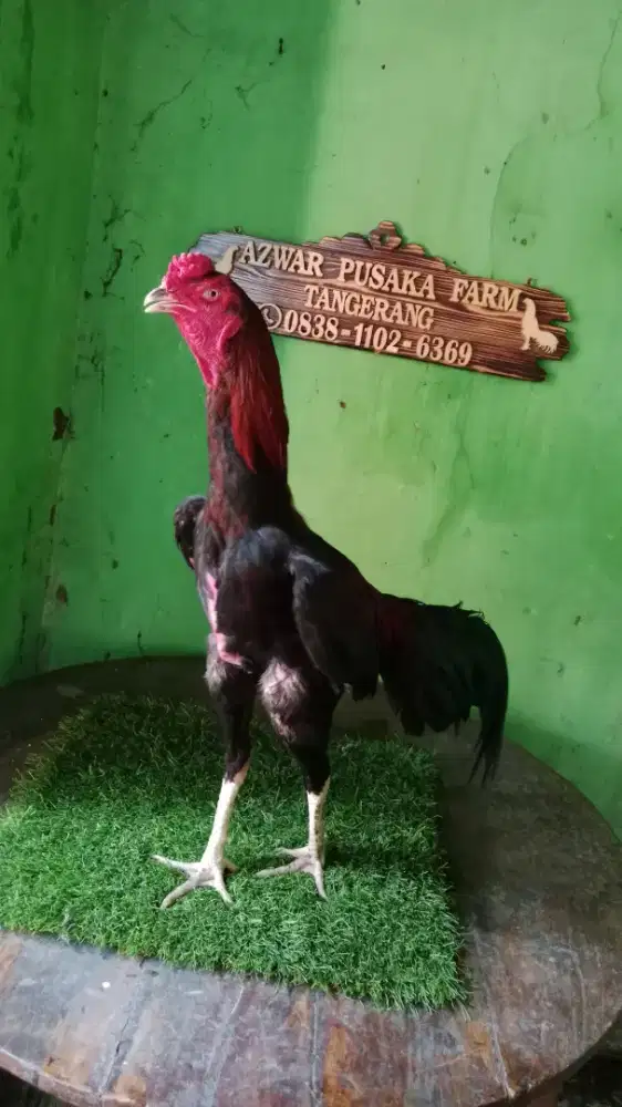 Ayam bangkok siap laga