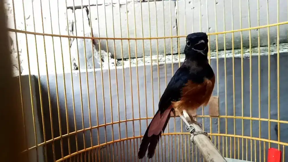 Burung murai medan