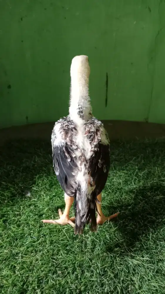 Anakan ayam ekor lidi x placker