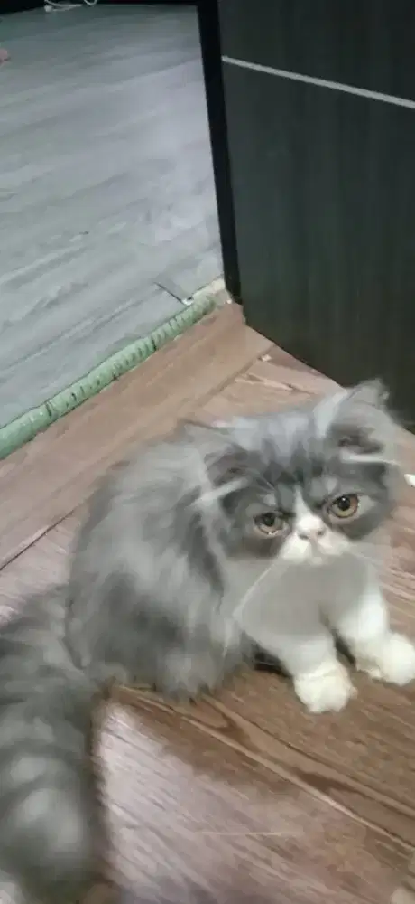 Persia peaknose