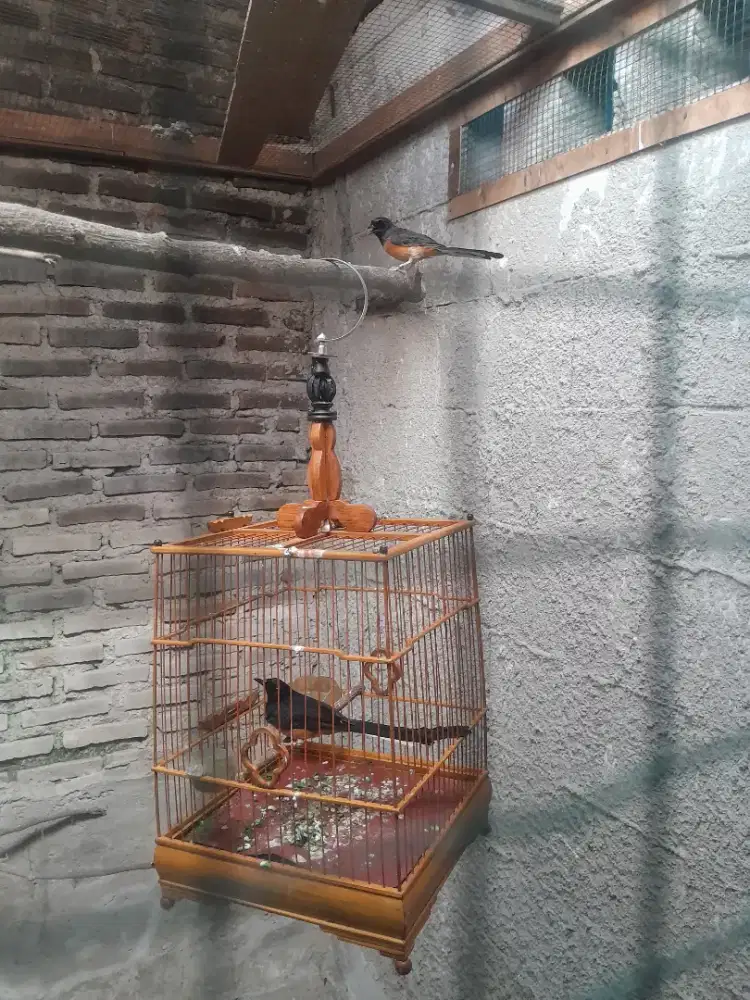Murai batu 1 pasang kaga jadi ternak