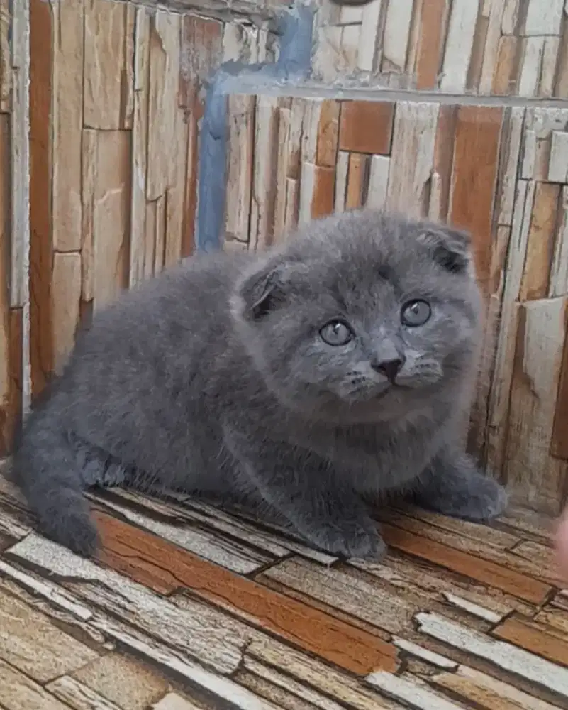 Kitten scottish fold
