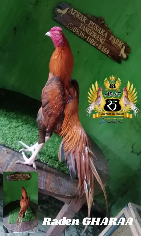 Ayam ekor lidi ori prospek