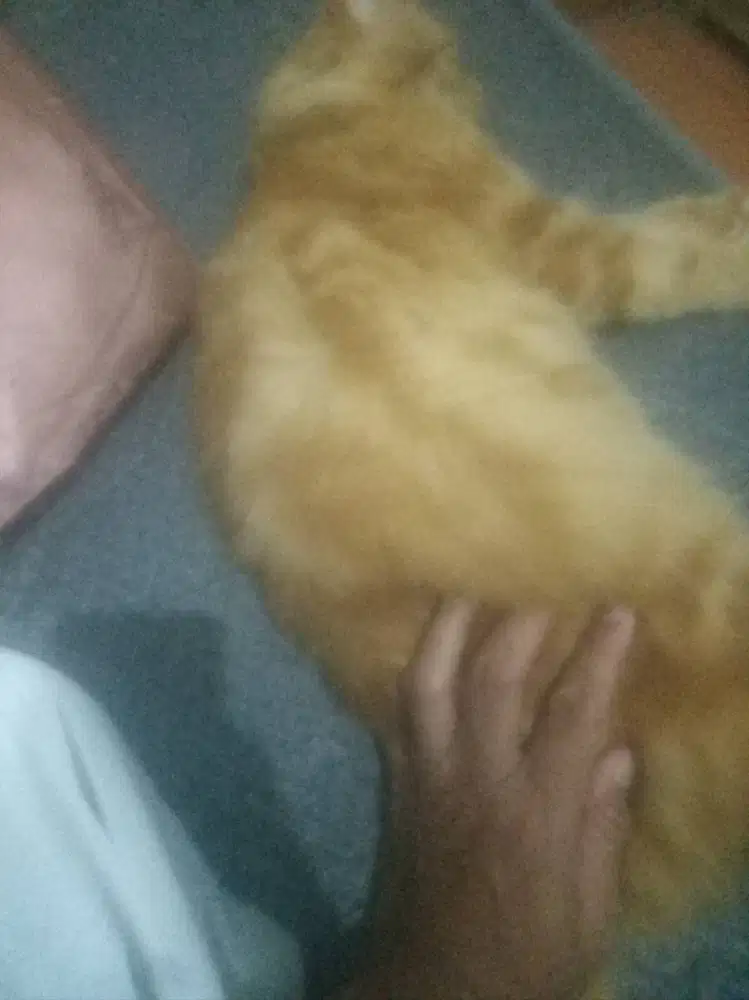 Jual kucing anggora jantan