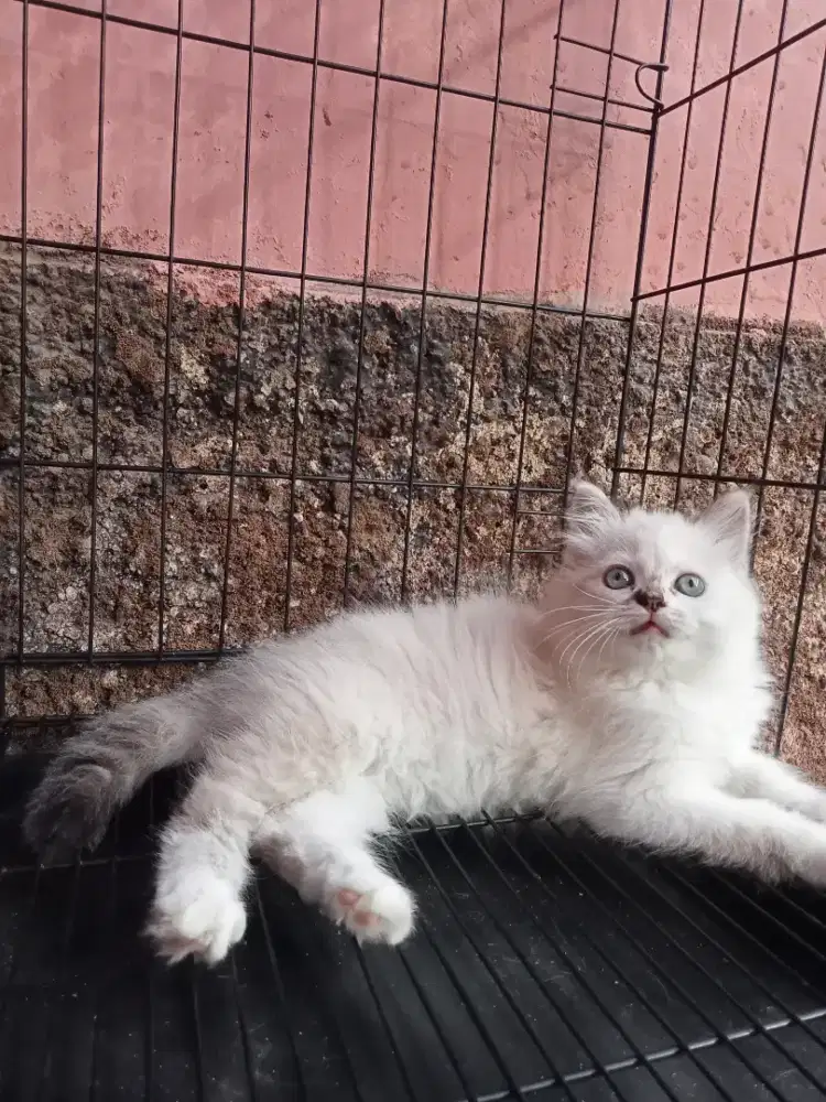 Kucing Persia Himalaya