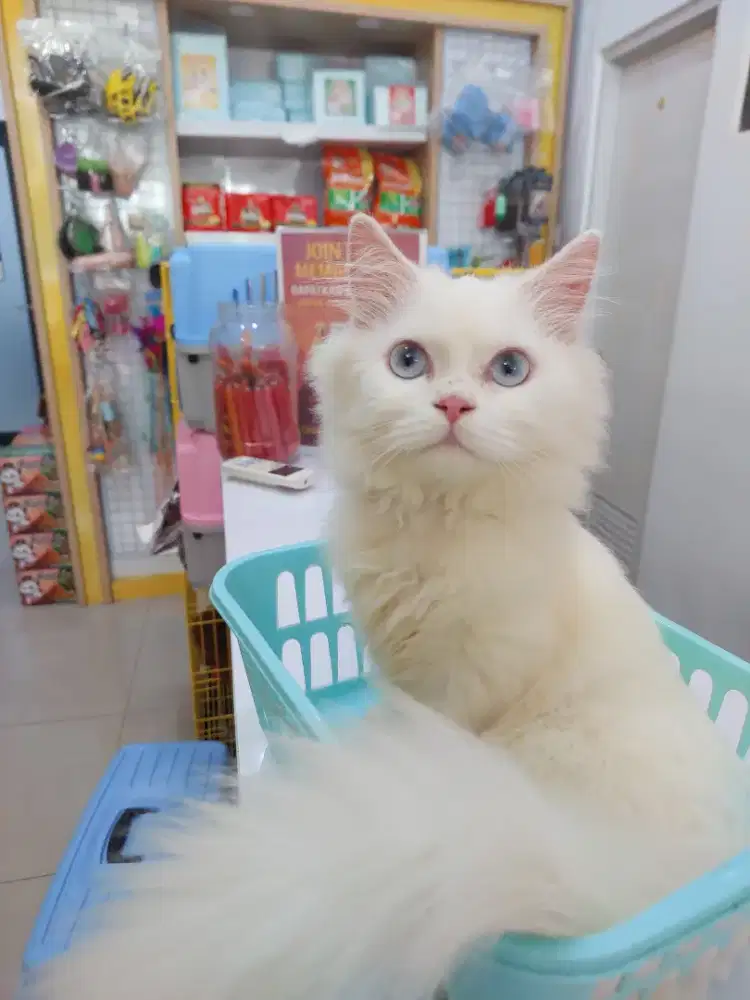 Dijual Murah Kitten Mainecoon