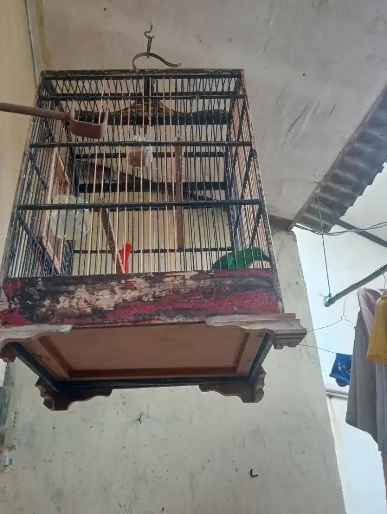 Burung kicau isian
