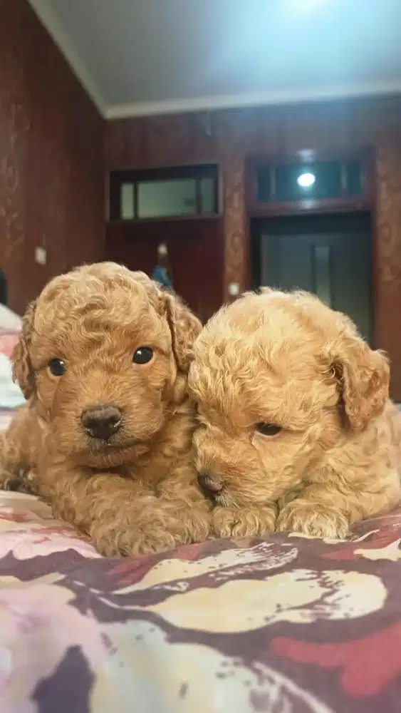 Tiny/toy Poodle apricot & alaskan & Golden & shihtzu