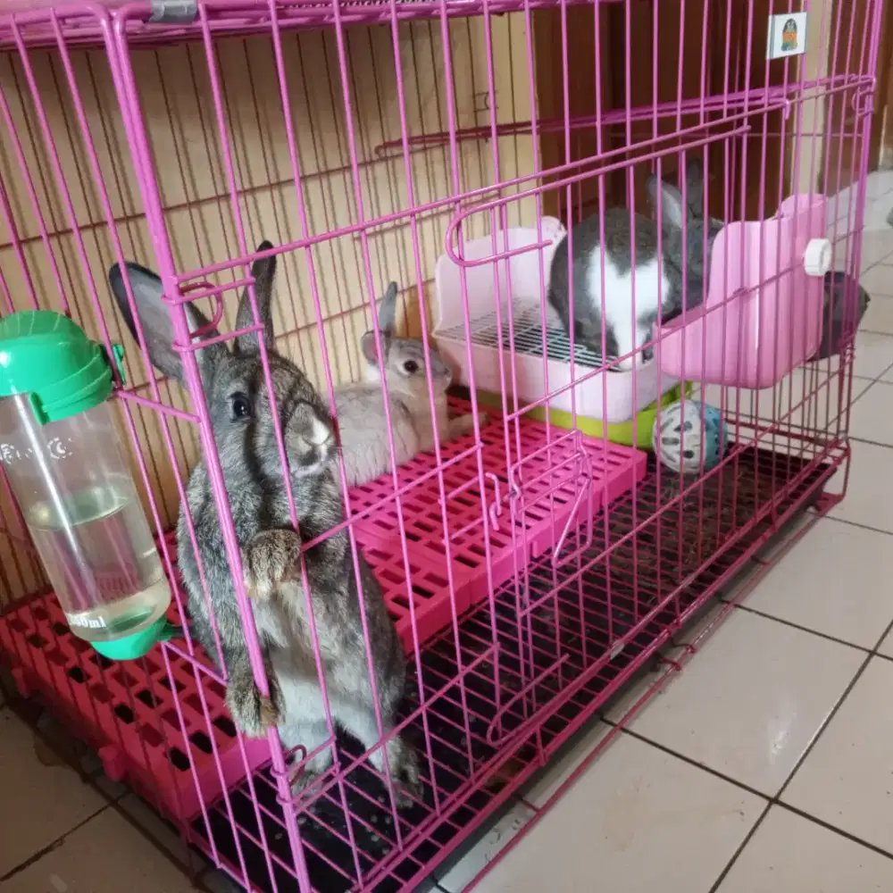Dijual Anak Kelinci