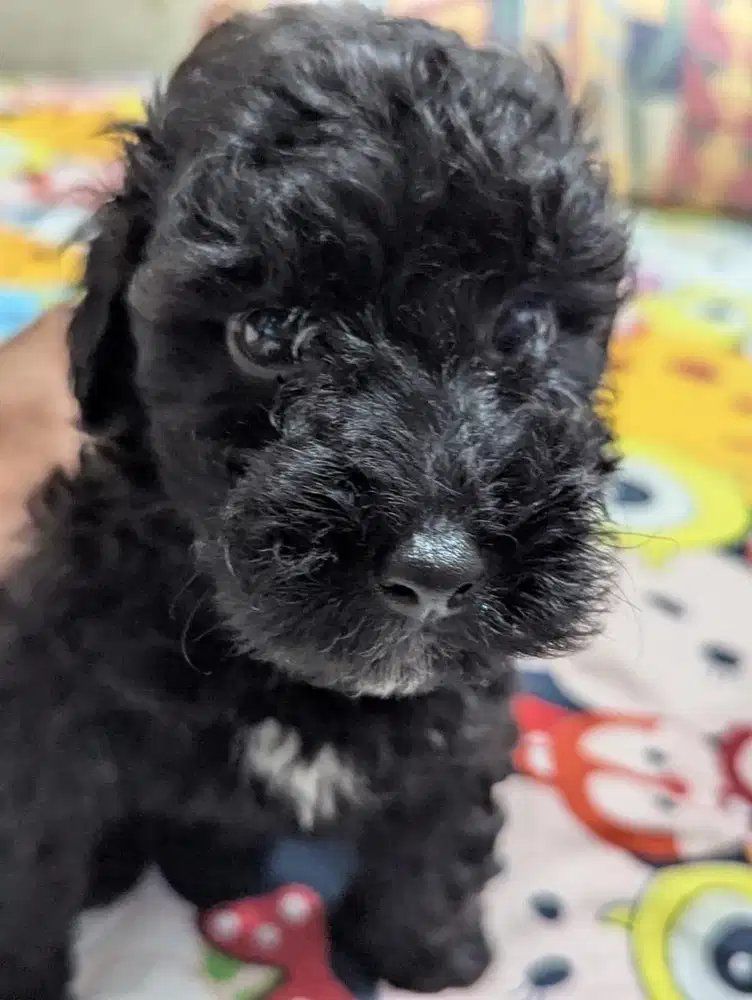 toy poodle black male & tiny poodle female