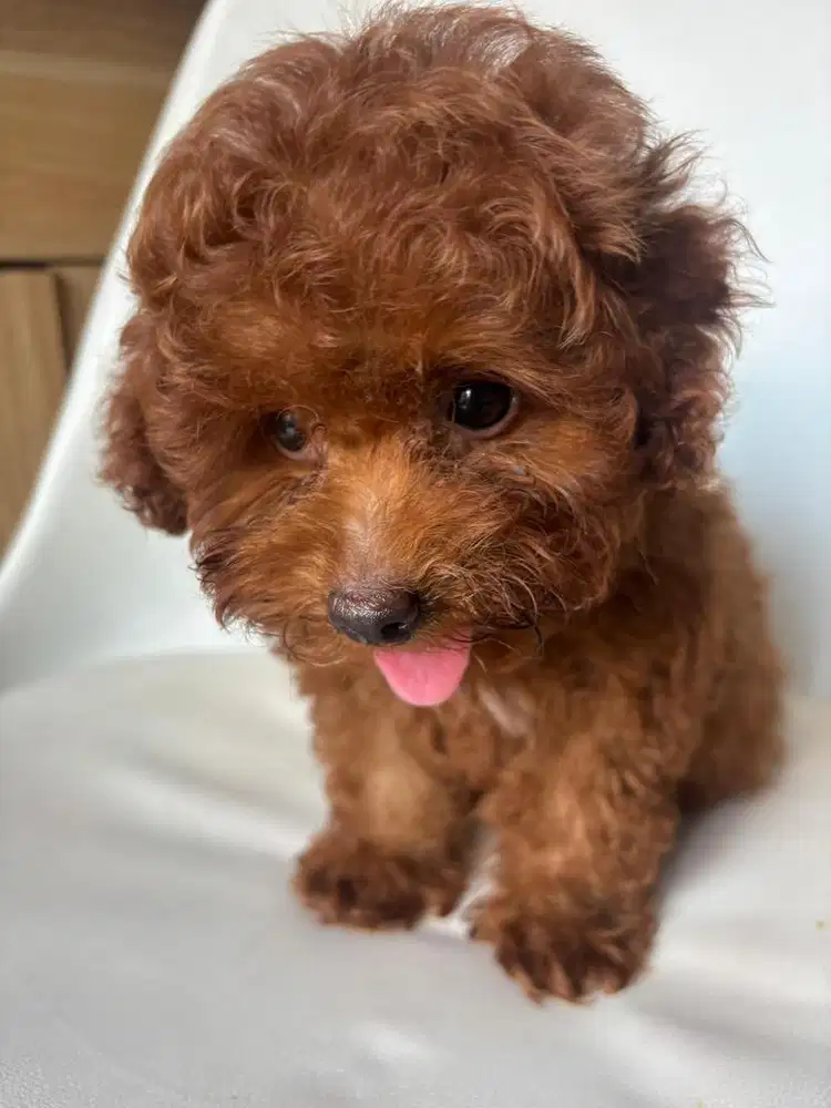 Poodle red jantan non stamboom, vaksin