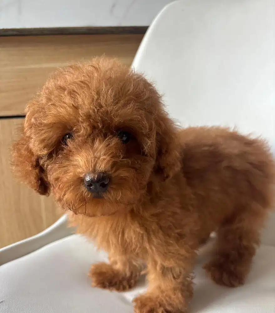 Poodle red betina non stamboom, vaksin