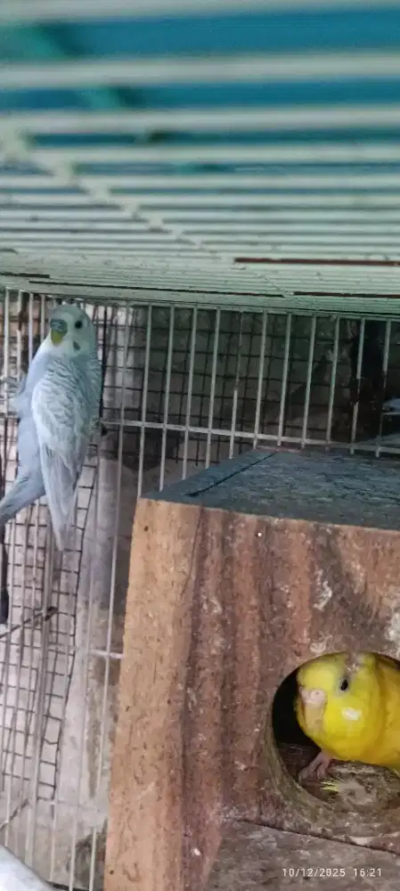 Burung parkit warna warni