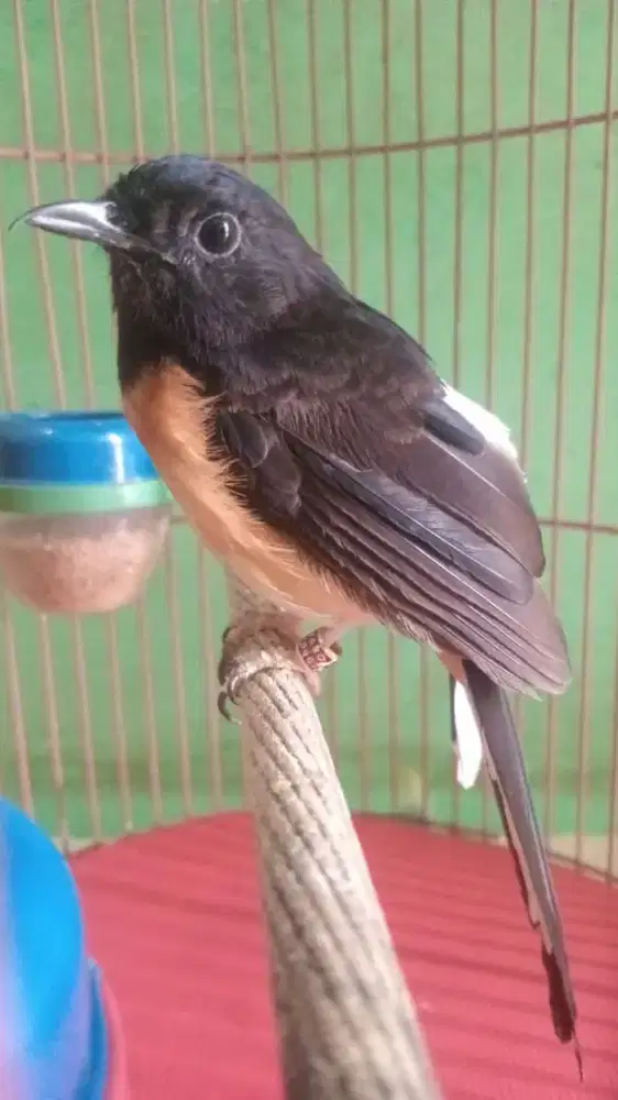 Burung murai betina