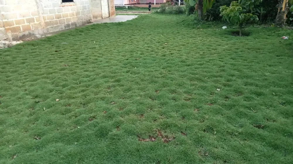 Rumput jepang hijau