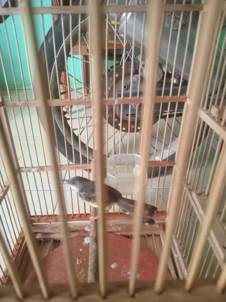 burung ciblek semi