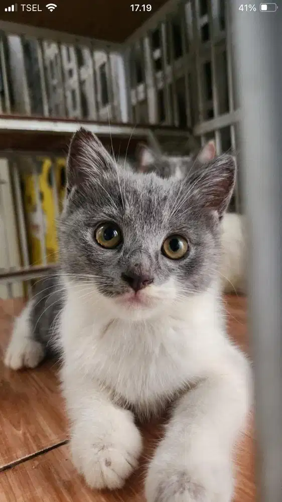 Kucing British Short Hair