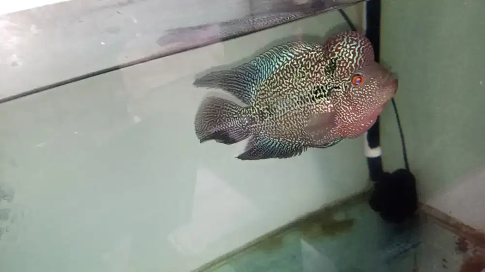 Ikan Louhan Cencu