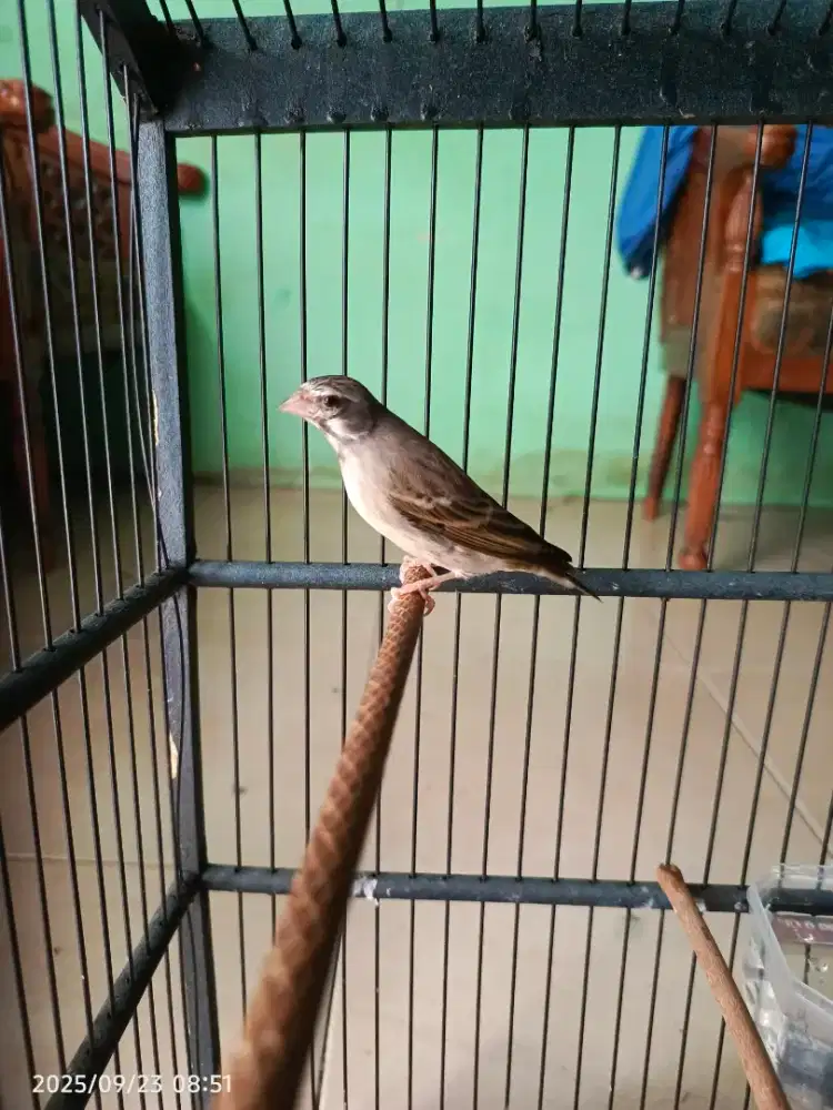 burung blackhtroat
