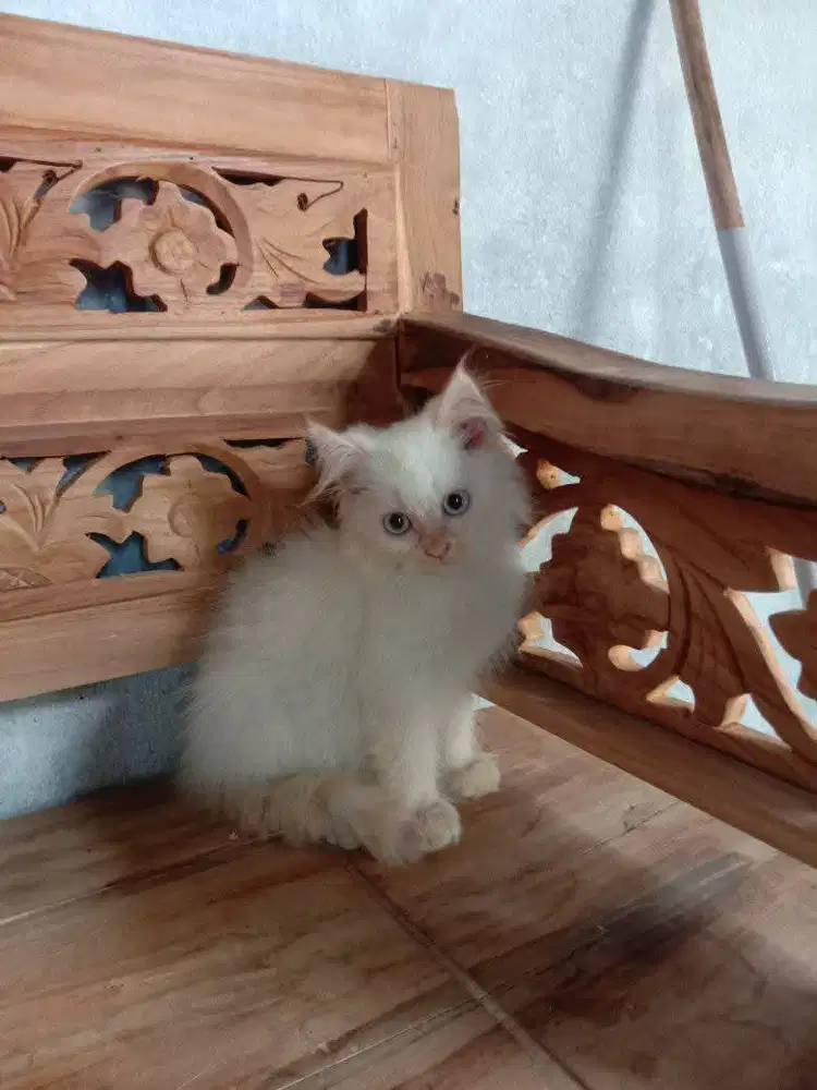 Open Adopsi Kitten Jantan 2,5 bulan Himalaya Red Point