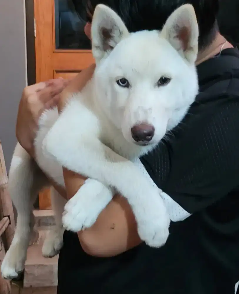 Anjing Husky Jantan