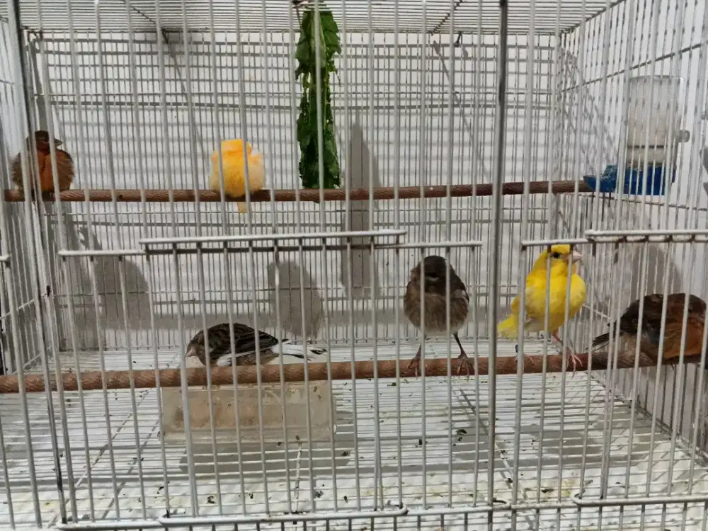 Burung kenari faud