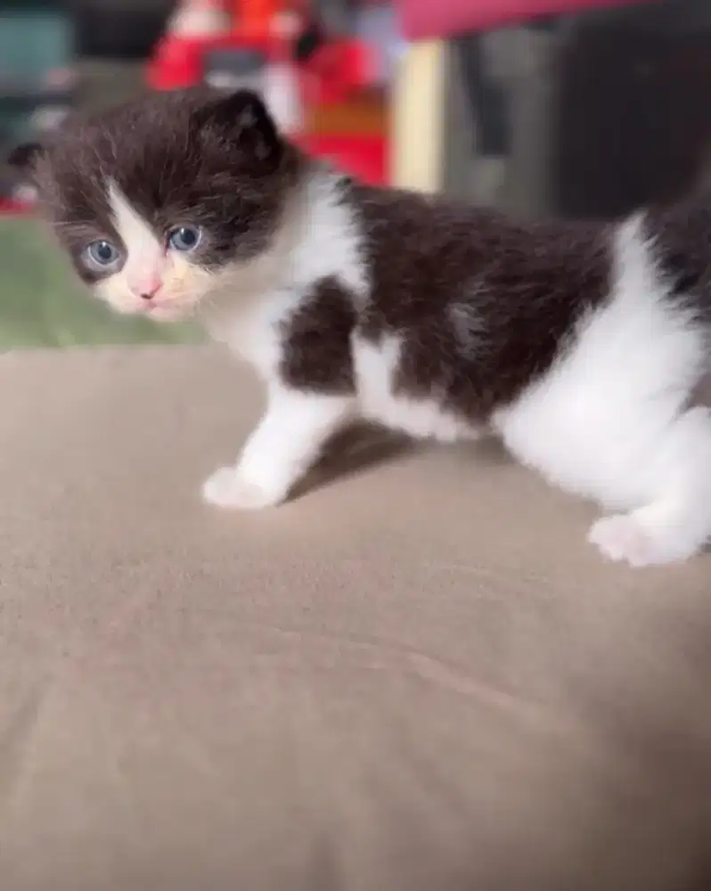 kitten persia usia 2bulan