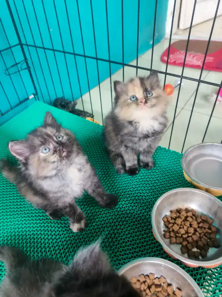 Open adopt kucing kitten usia 6 minggu sehat aktif lucu lincah ada 4