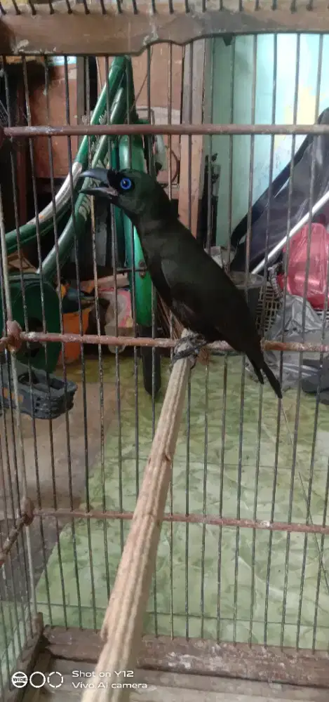 jual burung murai papua jantan bunyi gk ada minus burung mulus